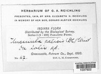 Erysiphe adunca var. adunca image